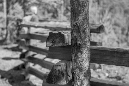 Hekje in het bos